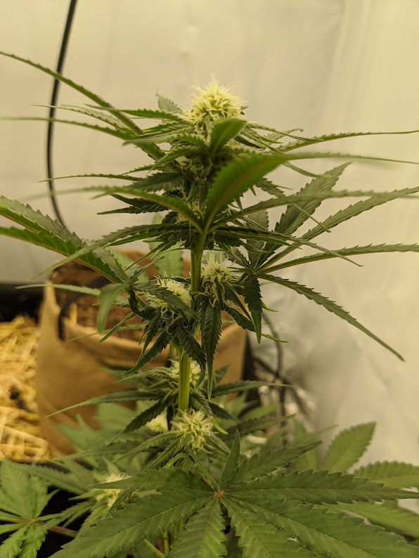 FFGC 2 Liter bud shot 3152020.jpg