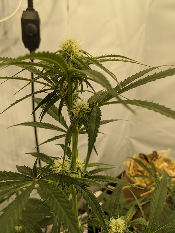 FFGC 3 Gallon Bud shot.jpg