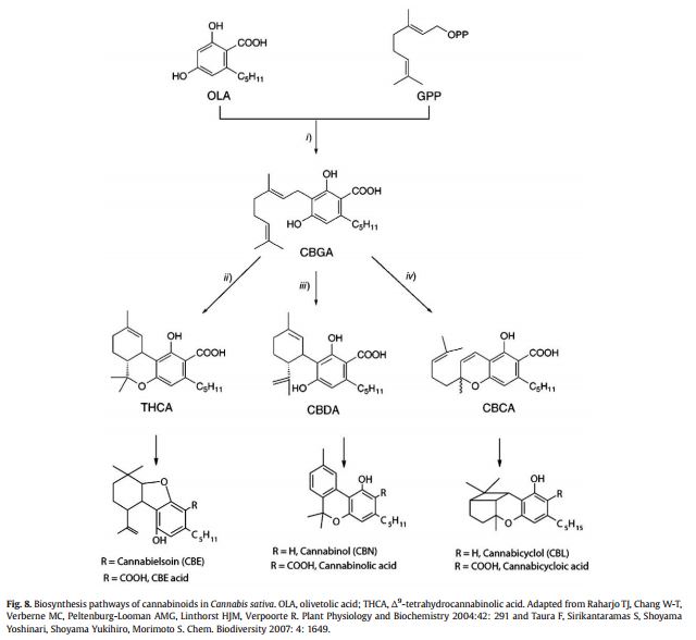 fig 8.JPG