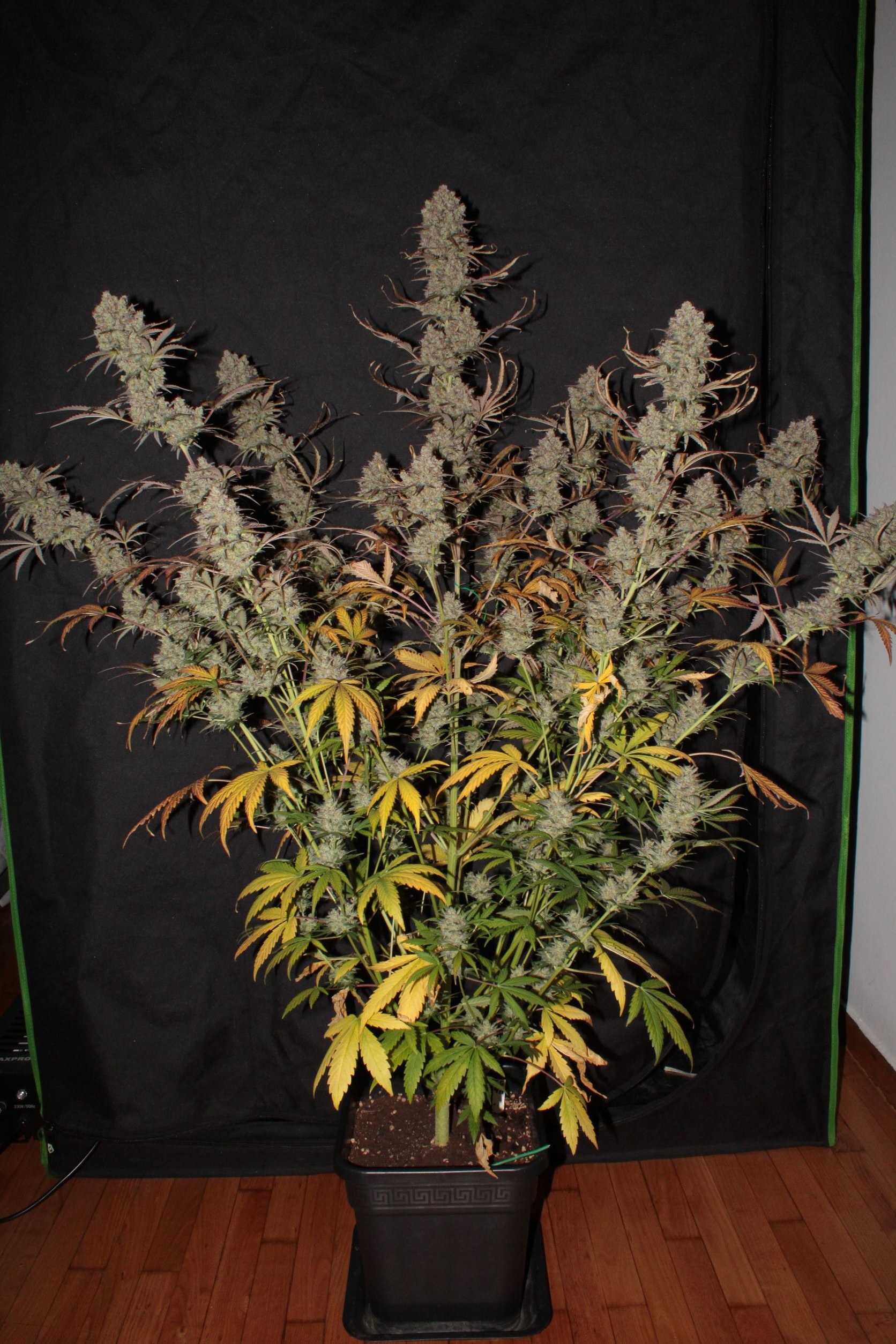 fighting gorillaz auto harvest 97 days side view.JPG