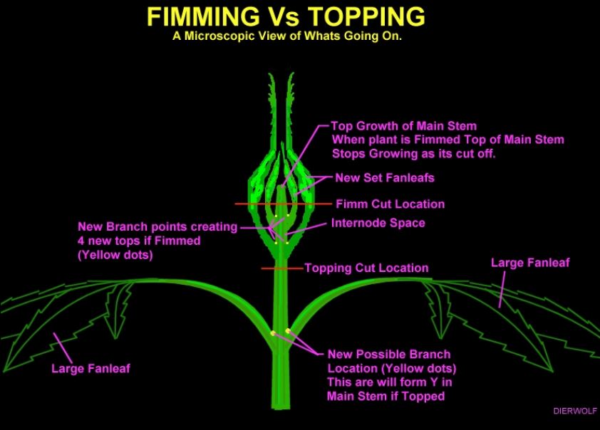 fimming vs topping.JPG