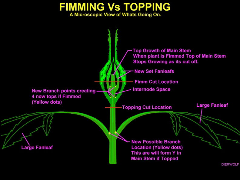 Fimming_v_topping.jpg