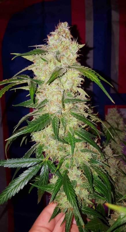 Final pic big bud shot_compress47.jpg