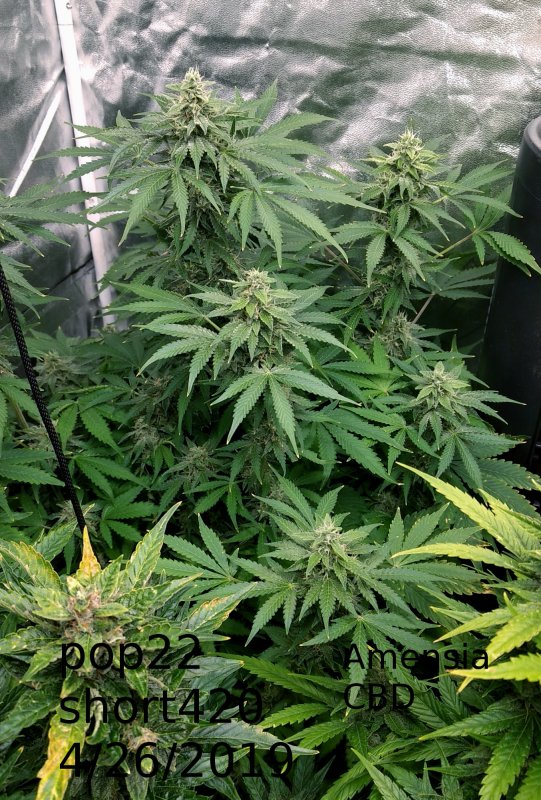 Final Pic Short Stuff Amnesia CBD pic2 -3-16-2019.jpg