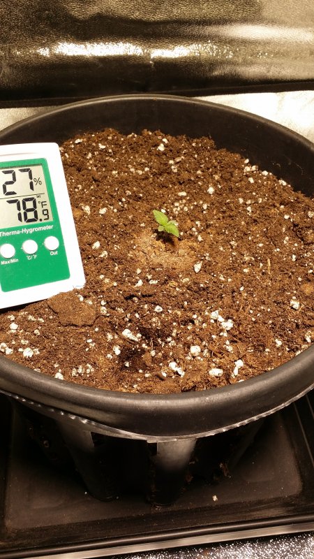 FINI SEEDLING DAY 3.jpg