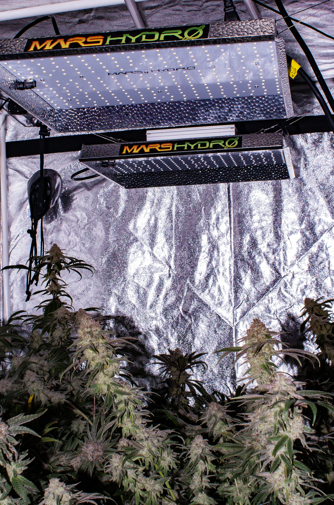 first scrog_Dec082019_0163.jpg