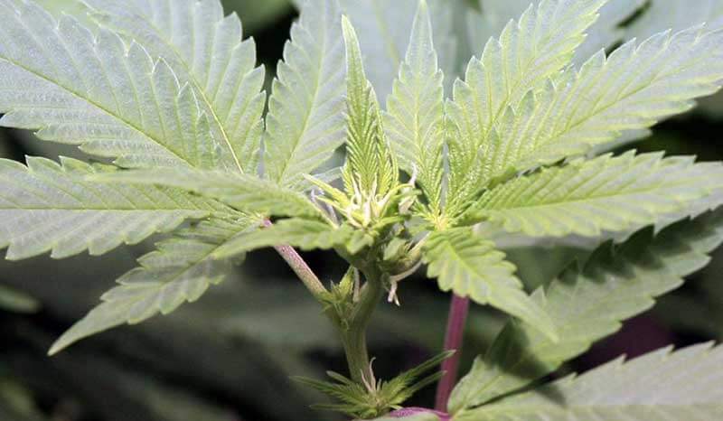 First-signs-of-cannabis-flowering.jpg