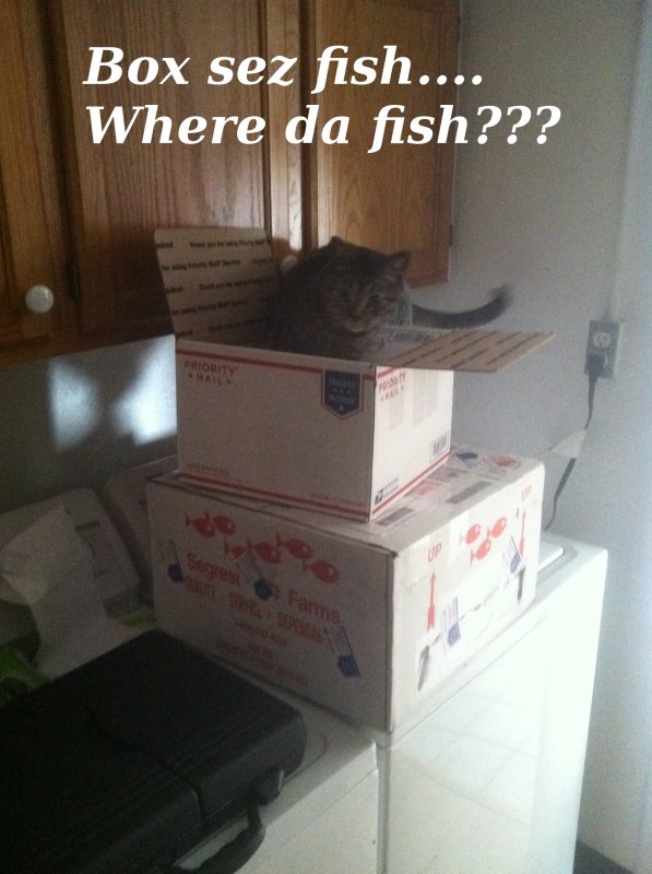 fish_box.jpg