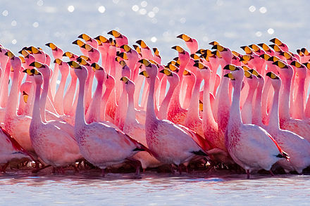 Flamingo_mating_ritual.jpg