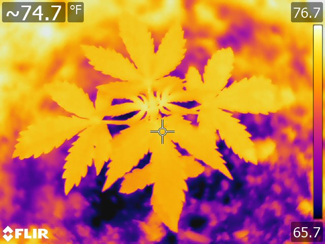 FLIR7964.jpg