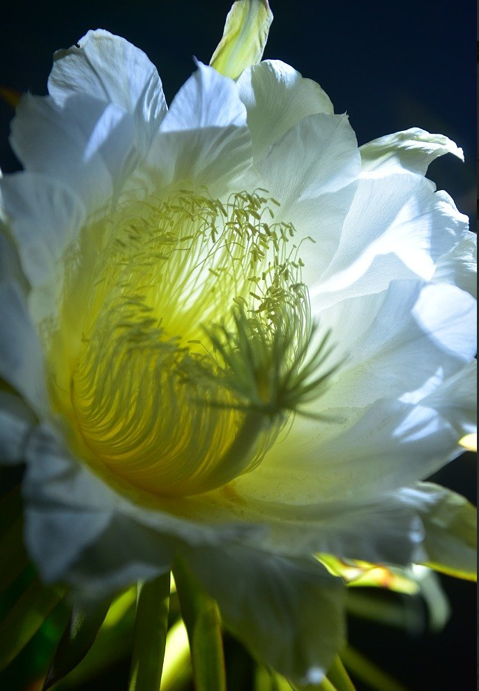 Flower-Mars Hydro LED grow light.png