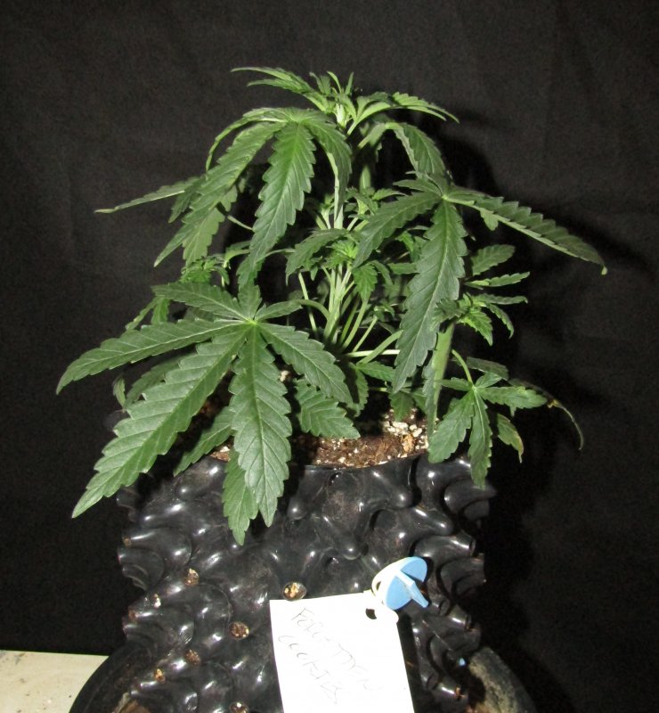 forgotten cookies 3L day 22.JPG