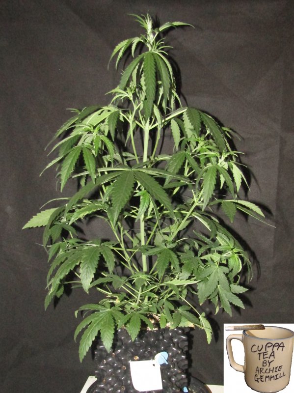 forgotten cookies 3L day 32.JPG