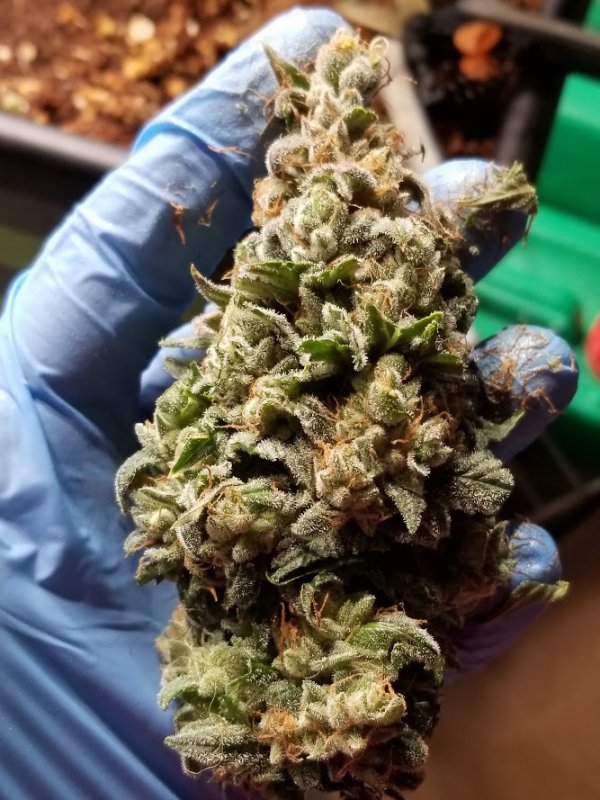 Forum Stomper 11-18-18 Bud Pic.jpg