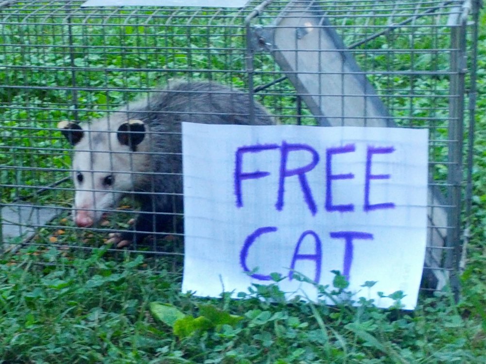 freecatpossum.jpg