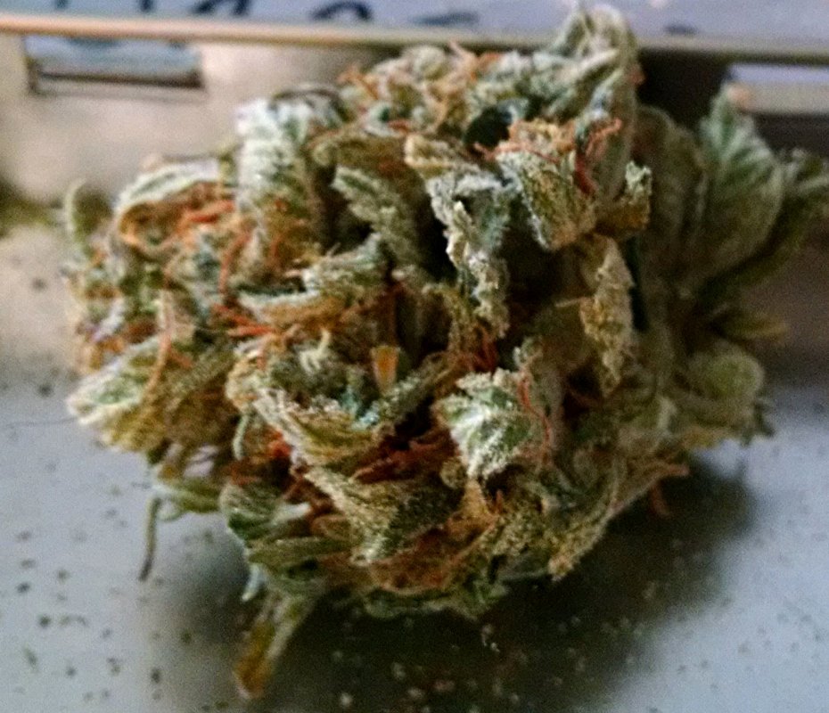 Fruit bud pic1.jpg