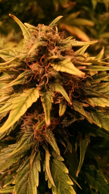 Fruit F2 Bud pic1 -12-4-2016.jpg