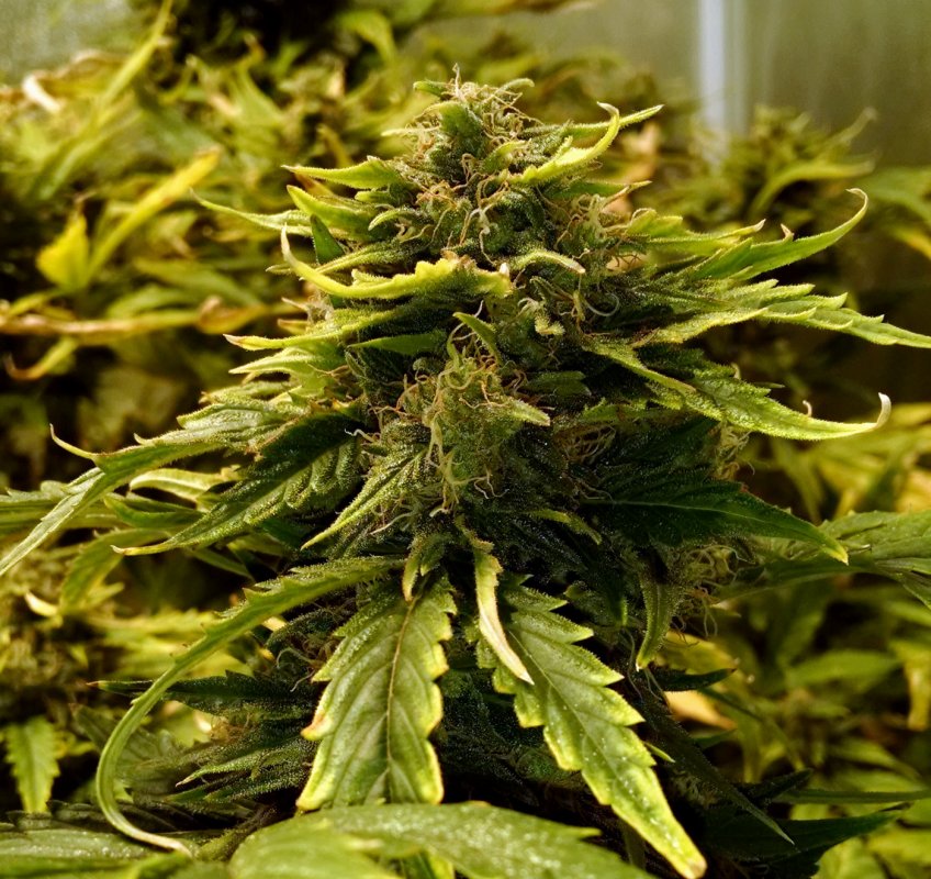 Fruit F4 Bud pic1 -12-4-2016.jpg