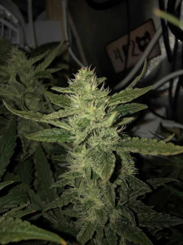 fugue state - day 52 bud.JPG