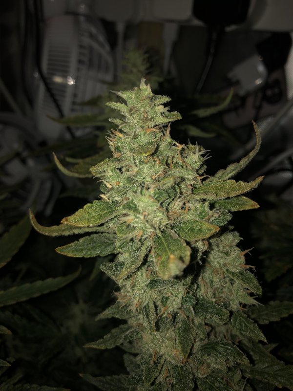 fugue state - day 66 bud 1.JPG