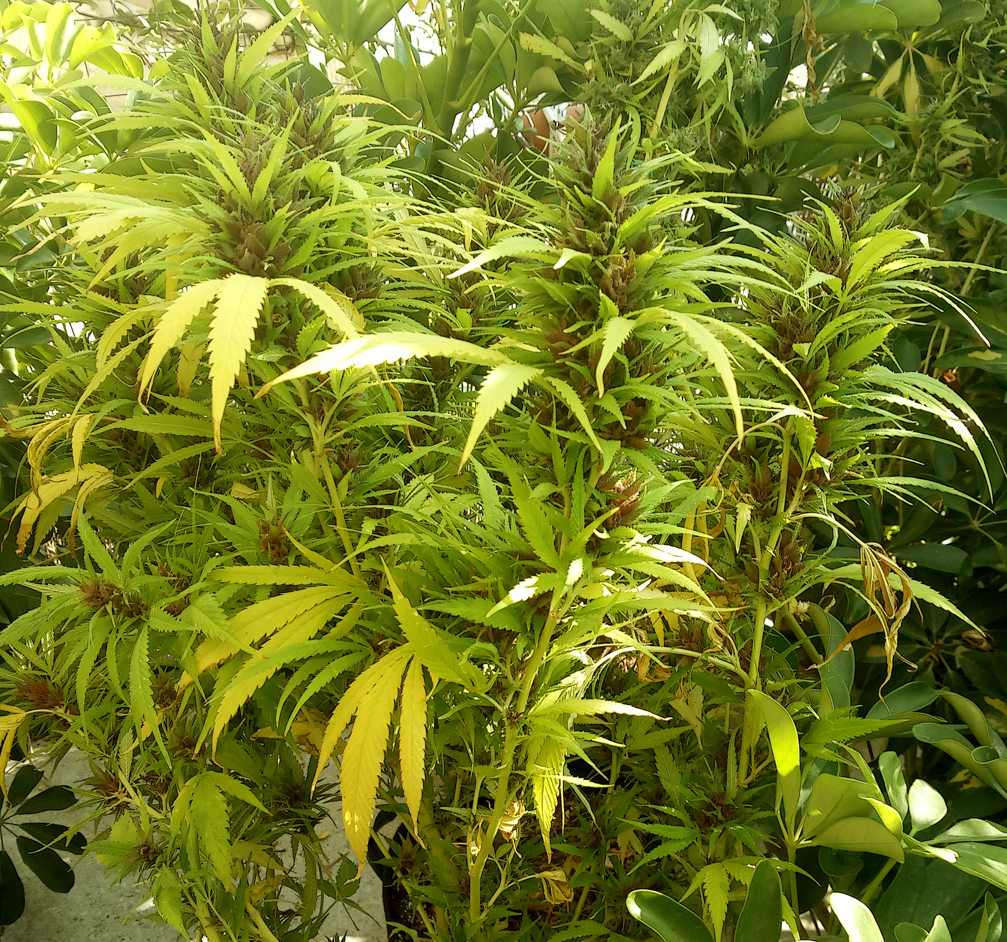 full plant.jpg