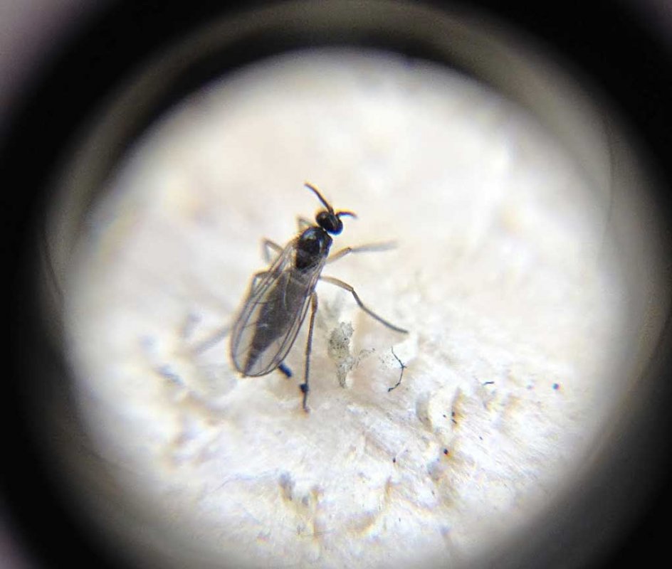 fungus-gnat-super-closeup.jpg