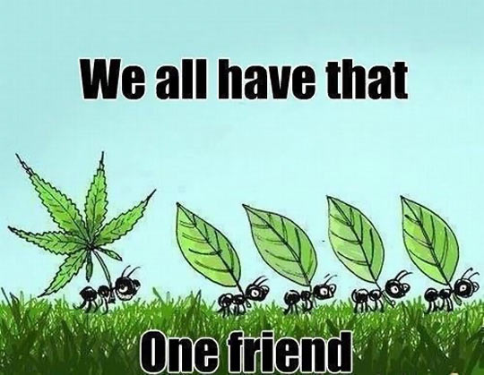 Funny-Ants-Walking-With-Weed-Leaf.jpg