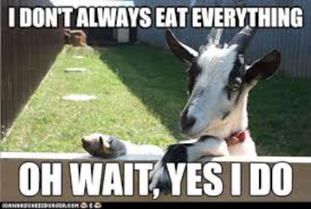 Funny-Goat-Memes-eat-everything-W630.jpg