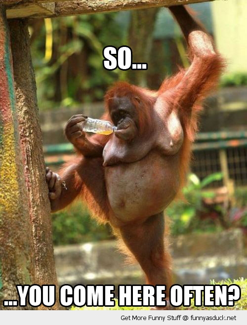 funny-orangutan-monkey-come-here-often-pics.jpg