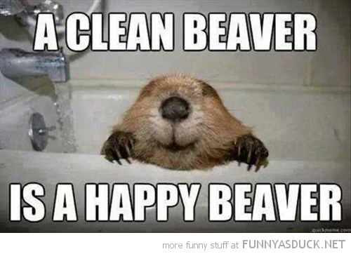 funny-pictures-clean-happy-beaver.jpg