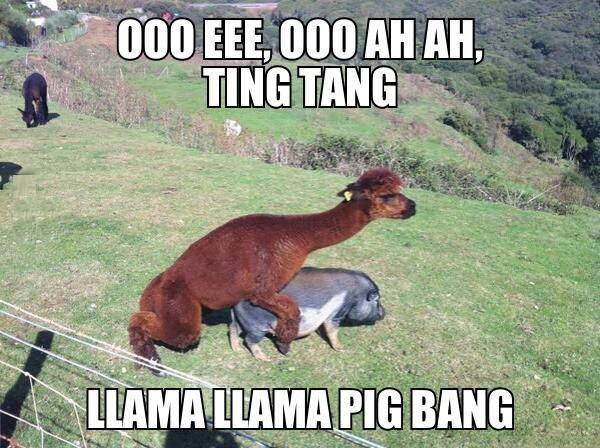 funny-pictures-llama-mounting-pig.png