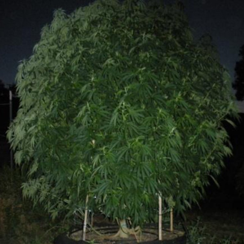 Ganja_Rebel_Seeds_-_DSD_x_OG_x_Chemdawg.jpg