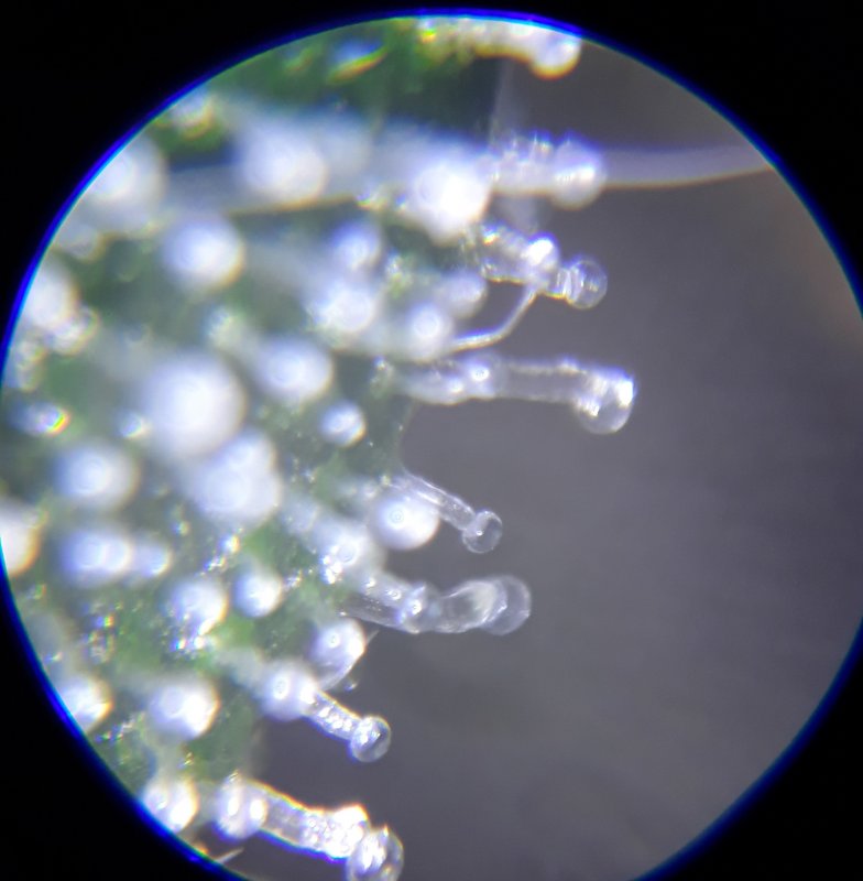 GC trichs wk 9 3.jpg