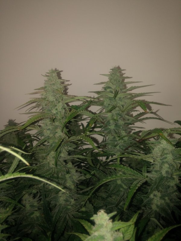 GC2_day57_colas.jpg