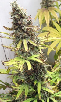 GDP Plant1 bud pic1 -10-8-2022.jpg