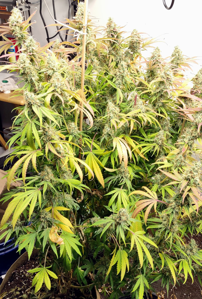 GDP plant1 -pic2 -10-17-2022.jpg