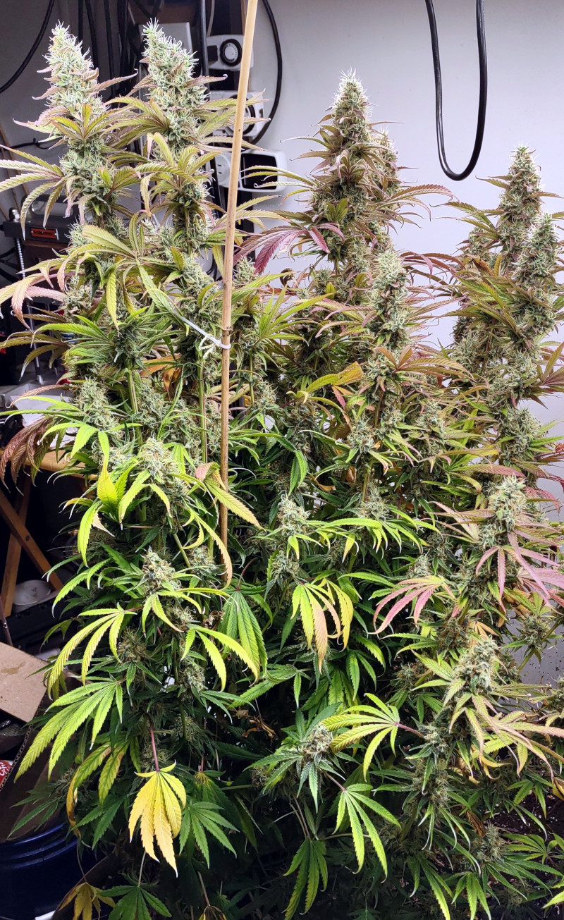 GDP Plant2 pic1 -10-8-2022.jpg