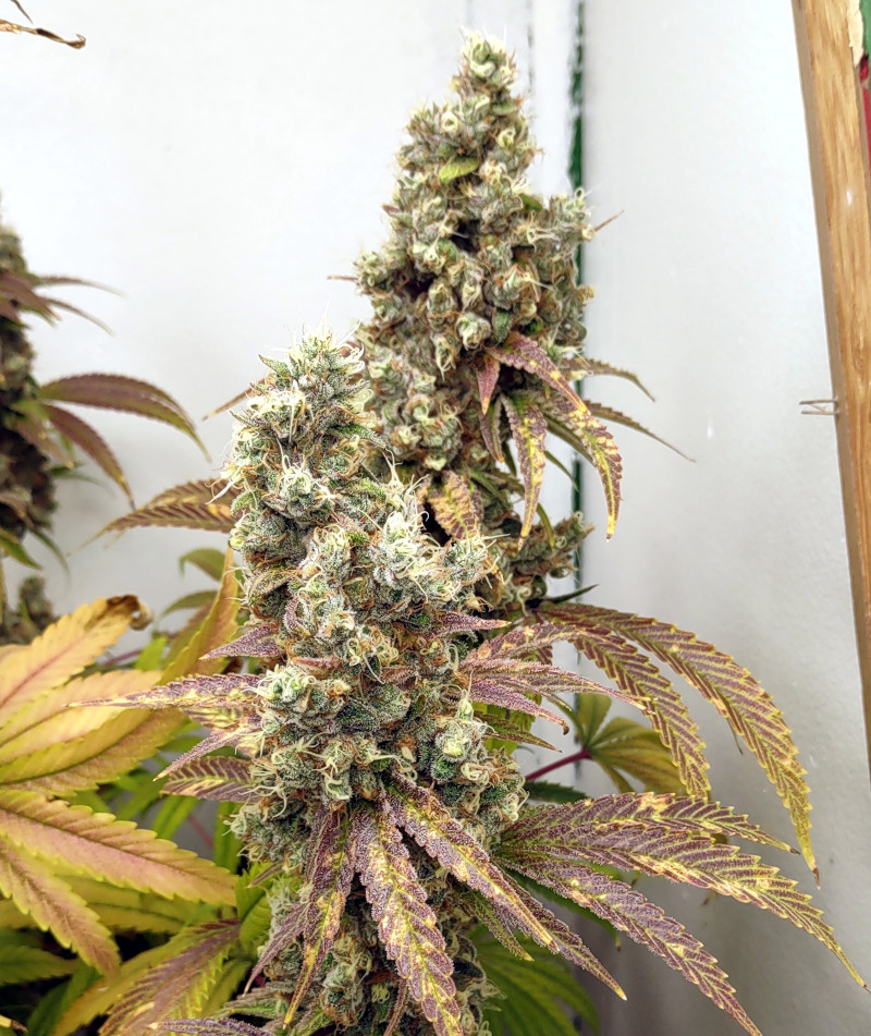 GDP Plant3 bud pic1 -10-8-2022.jpg