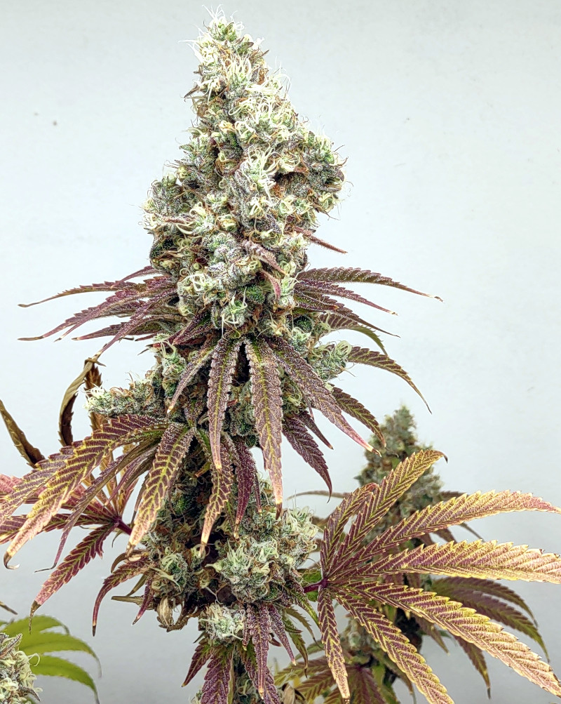 GDP Plant3 bud pic2 -10-8-2022.jpg