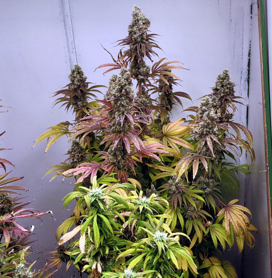 GDP Plant3 pic1 -10-8-2022.jpg