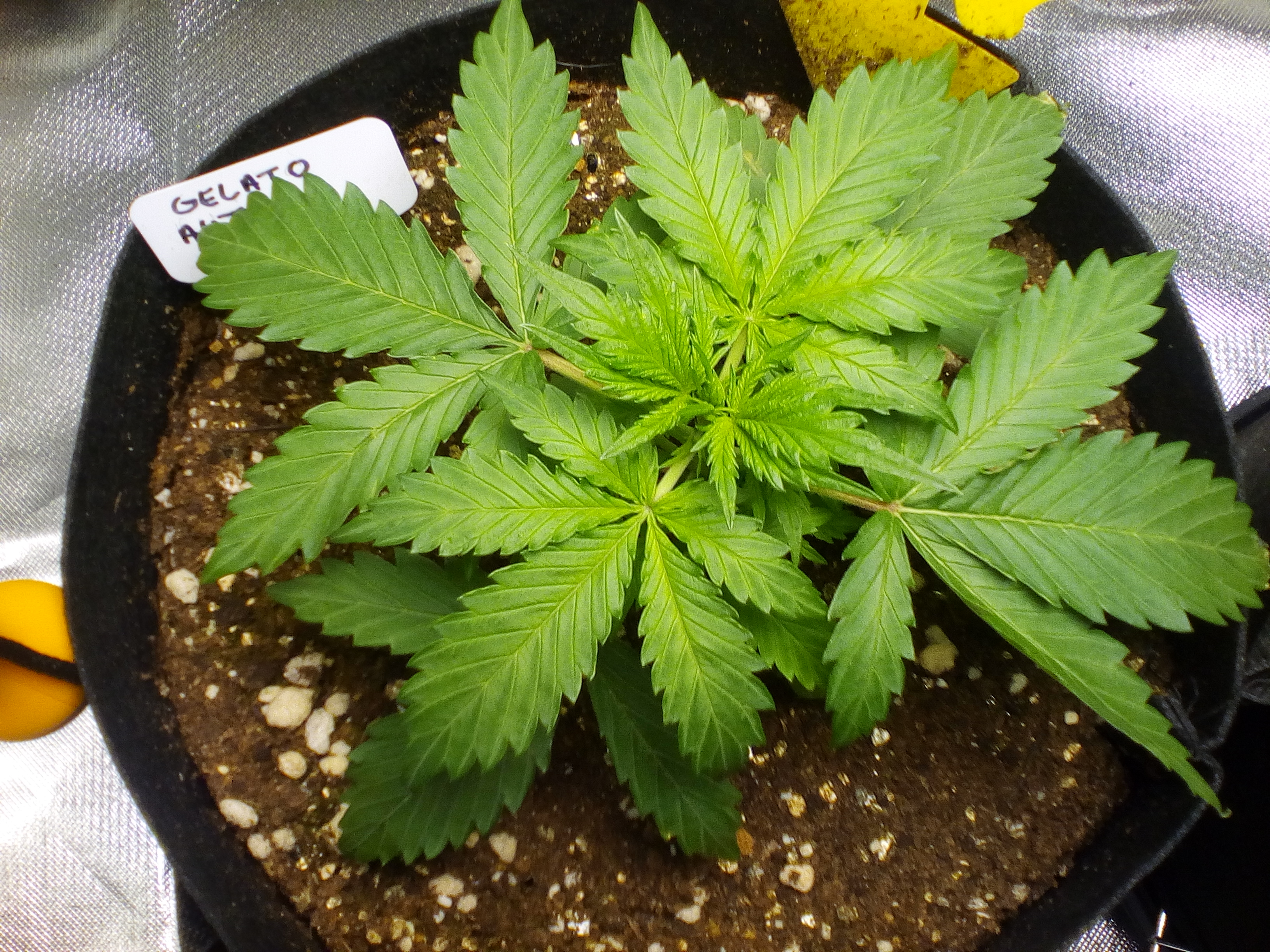 Gelato Auto 17 days top view.jpg