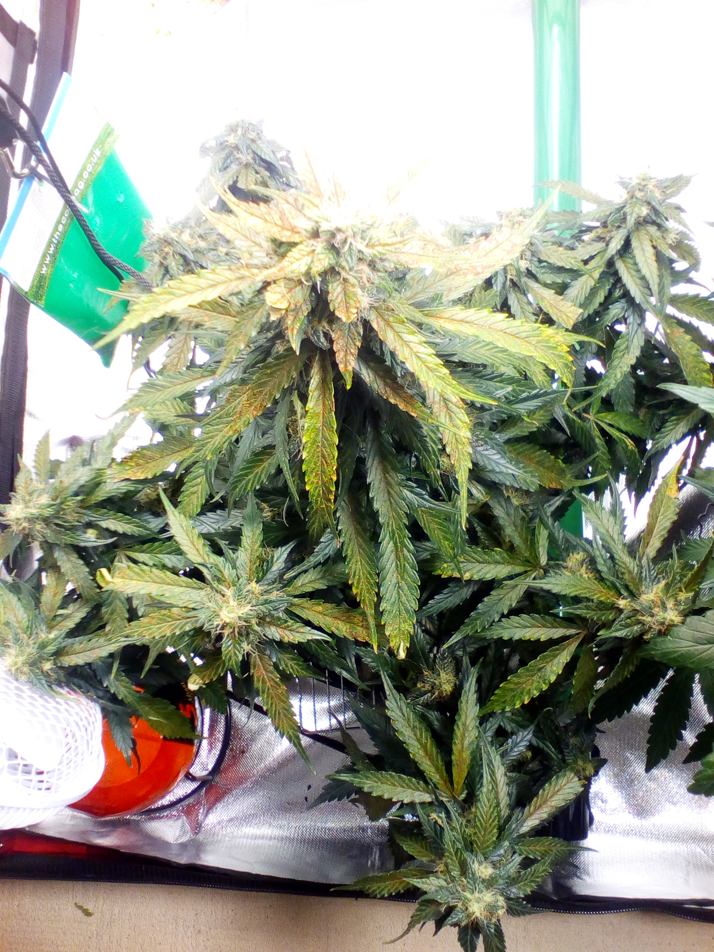 Gelato Auto top view.jpg