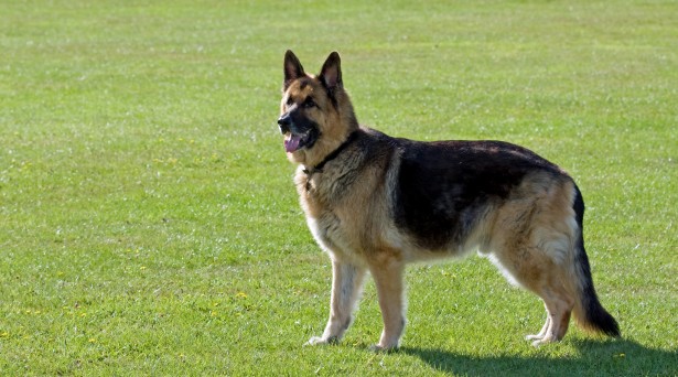 german-shepherd-dog-1376258679UuQ.jpg