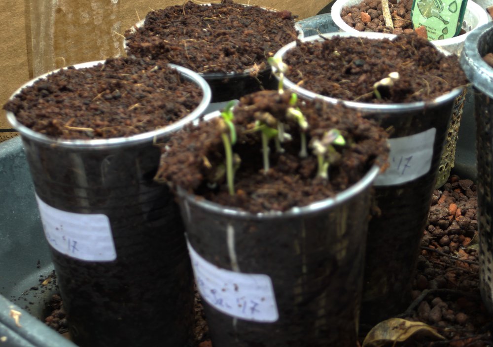 Germination experiment 2.jpg