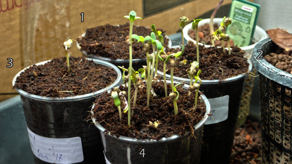 Germination Experiment 3.jpg