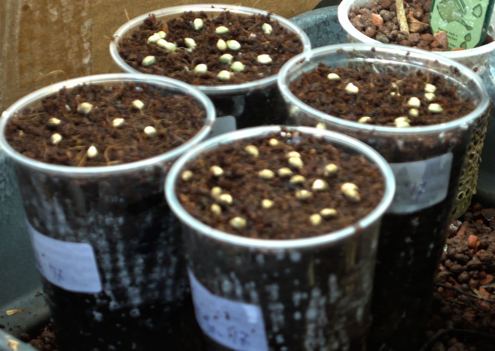 Germination-experiment-day-1.jpg