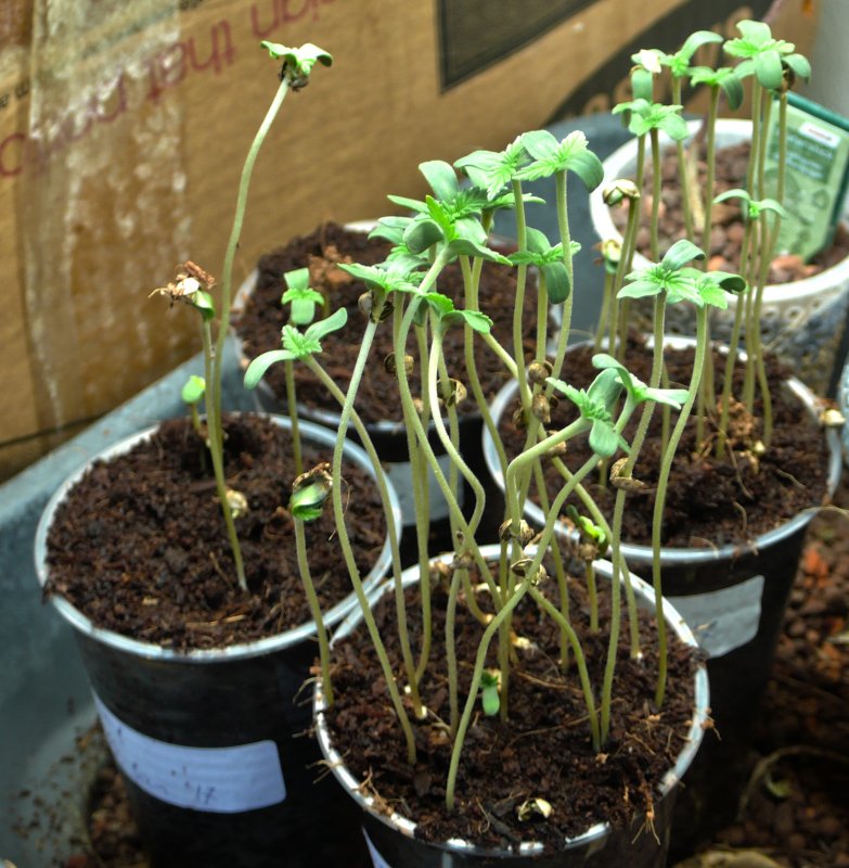 germination experiment.jpg