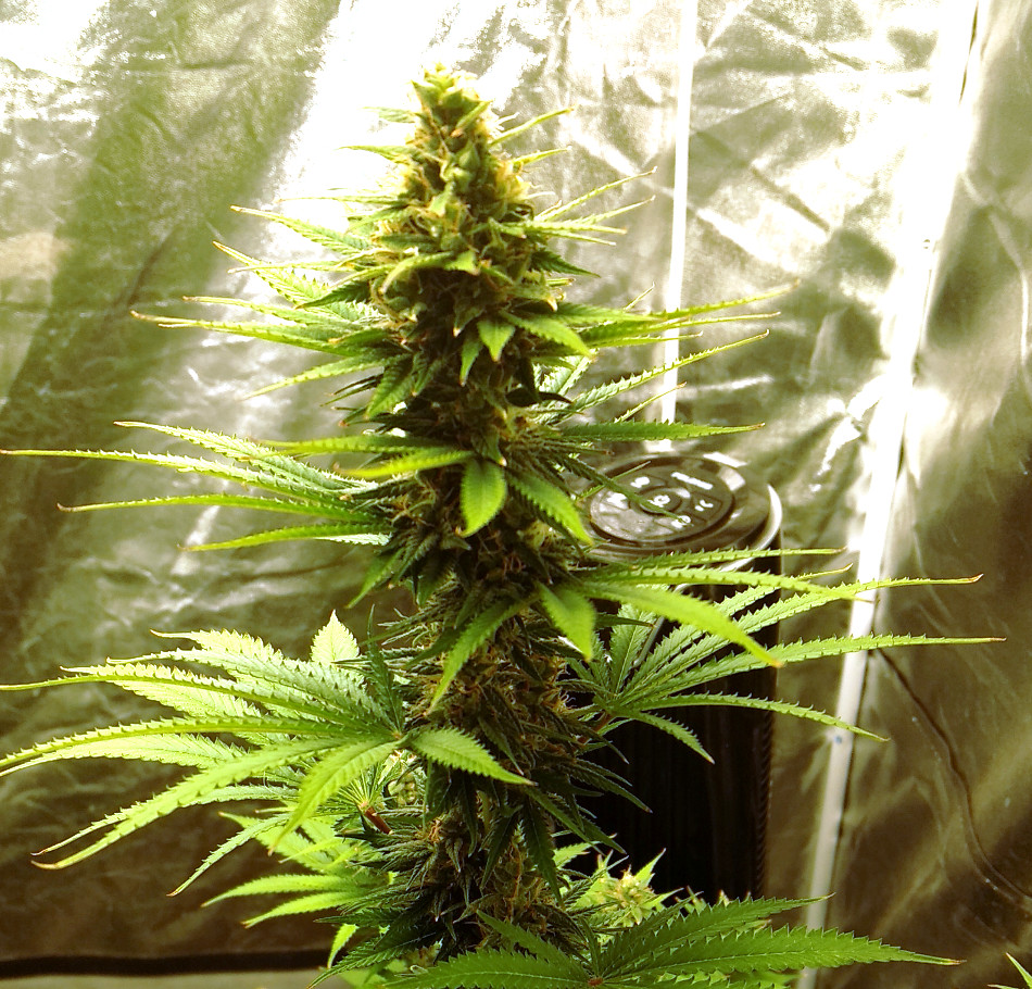 GG auto cola pic1 -11-23-2020.jpg