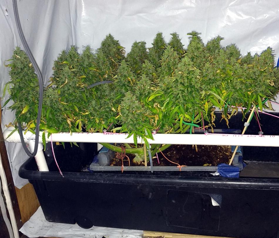 GG auto scrogged pic1 -1-16-2021.jpg