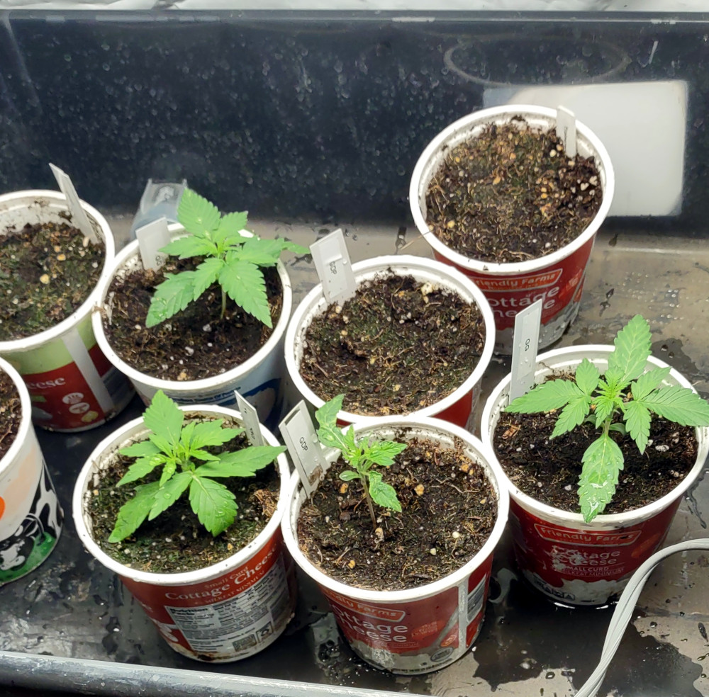 GG auto seedlings pic1 -9-15-2021.jpg